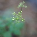 참나물 Pimpinella brachycarpa (Kom.) Nakai 이미지