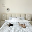 팡팡PC랜드 | 고양이털 안붙는 이불 추천 오르카홈펫 알러지케어 이불 내돈내산 후기