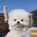 하단포비 이미지