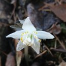 바람꽃 구별법 (너도바람꽃. 나도바람꽃. 만주바람꽃. 변산바람꽃. 홀아비바람꽃. 회오리바라꽃.꿩의바람꽃) 이미지