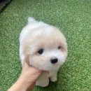 글로리 폭스 꼬똥 이미지