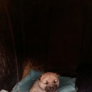 풍산농장 이미지