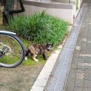 길냥이 밥집 한바퀴 이미지