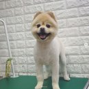 강사모백화점 이미지