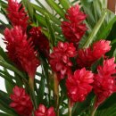 하와이에서 피는 꽃들 - 레드 진저(Red Ginger) 이미지