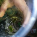 문막별장 | 선사녀의 문막 섬부전원마을 방문후기