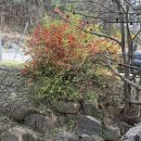 진미숯불구이 | 남양주 진미오리숯불구이 내돈내산 후기 비빔국수 맛집