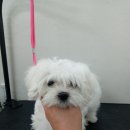 홍이삼이네 이미지