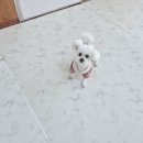 상주애견 이미지