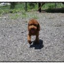 마한애견 이미지