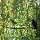 나무와 새 이미지