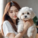 애견백과 - 라사 압소 (Lhasa Apso) 이미지