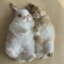 대신고점 | [공지] 소비 대신 투자 : 맥북네오 대신 금 산 후기(+지출 관리)
