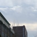 만년초교병설 이미지