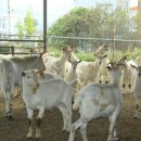 온새미로목장 이미지