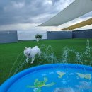 모글리몽 이미지