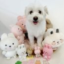 비어마이독 | 의정부 애견카페 비어마이독 강아지도 많고 음식도 맛있어요!