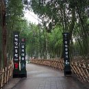 [국내 테마여행]울산 힐링 특별 여행 십리대나무 숲길 이미지