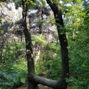 대구 주봉(송현공원)의 특이한 나무 이미지