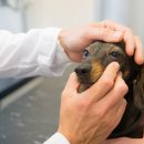 마스터 동물의료센터 이미지