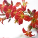 꽃집민박 이미지