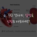 저단15 | 7세 이상 강아지, 심장과 신장 함께 무너질 수 있습니다