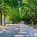 진안 메타세쿼이아길 이미지