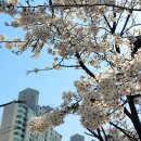 과천-과천-과천5호 | 서울 벚꽃 명소 순위 BEST 5 추천 2026 개화 시기 축제 일정 총정리