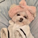 부산애견호텔 강아지유치원 맘바이 사하구점 | [📍부산 사하구] 부산애견호텔 강아지유치원 맘바이 사하구점