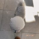 신도안동물병원 이미지