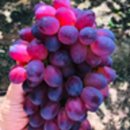 산포도원