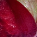 알프스 농장 이미지