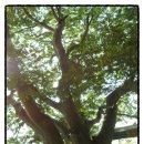 차평1리 이미지