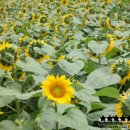 번영로농장 이미지