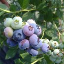 블루베리 이미지