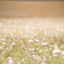 기억되는 날 이미지