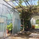 대송면 홍계숲 이미지