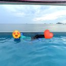 시밀레펜션 이미지