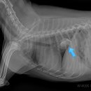 개금동물병원 이미지