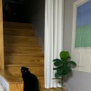 제주피움 이미지