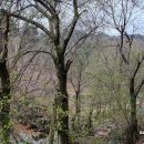 1181 | 오지산행후기(1181차) 봄꽃산행(13) 2024.03.26(화)