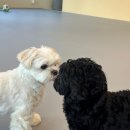 이웃집 멍 이미지