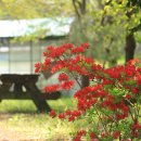 산골단감농원 | [밀양 국도 여행]볼거리 많고 소소하지만 즐거운 국도여행/ 하남읍 드라이브/ 모선정, 꽃새미마을,어변당