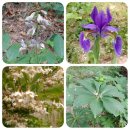 매화숲유치원 이미지