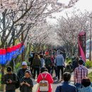 낙동강제방(강서30리벚꽃길) 이미지