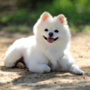 노원-현장-1354 | 광주강아지분양 포메라니안 분양 후기