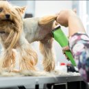 세종애견미용 이미지