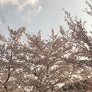 꽃보러가자