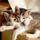 마마동물병원 이미지