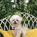 그라운독 이미지